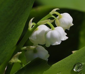 lily of the valley 6258304 640