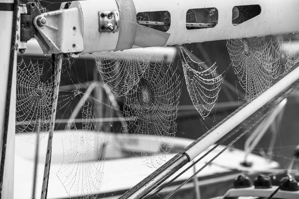 La conche à l'heure d'halloween – photo 32