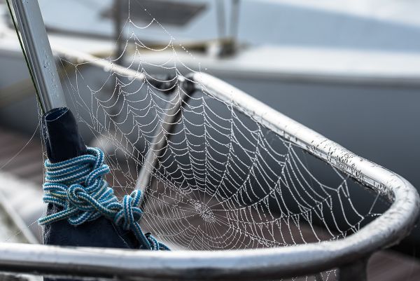 La conche à l'heure d'halloween – photo 33